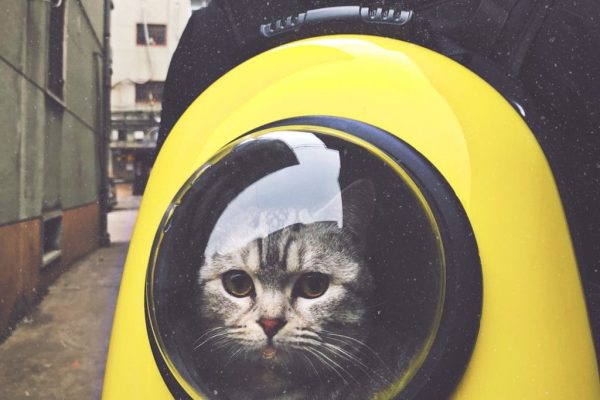 Kitty